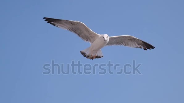 Sample shutterstock gaivota